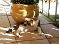 Caramel 08-04 042